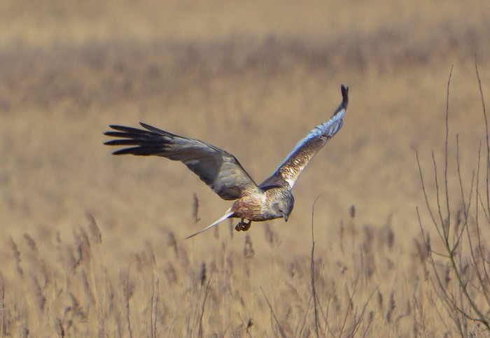 Marsh Harrier