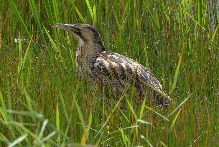 Bittern