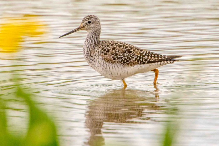 Greater Yellowlegs