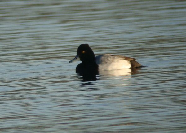 Lesser Scaup
