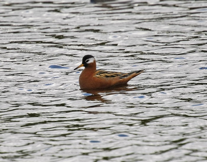 Grey Phalarope