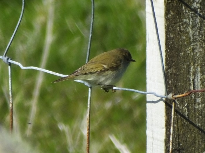 Greenish Warbler