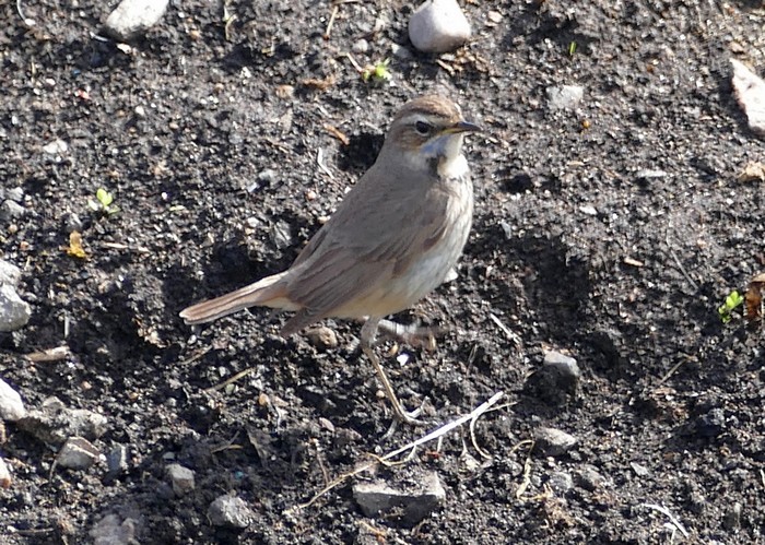 Bluethroat