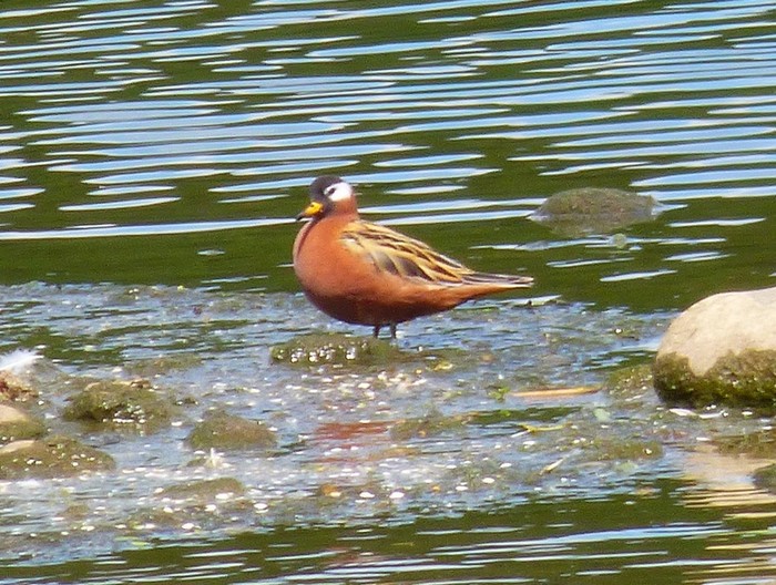 Grey Phalarope