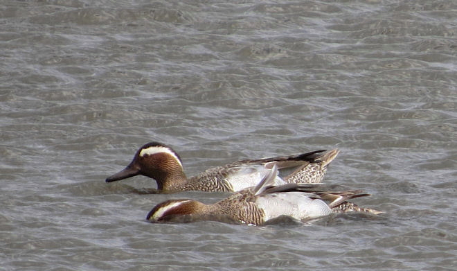 Garganey