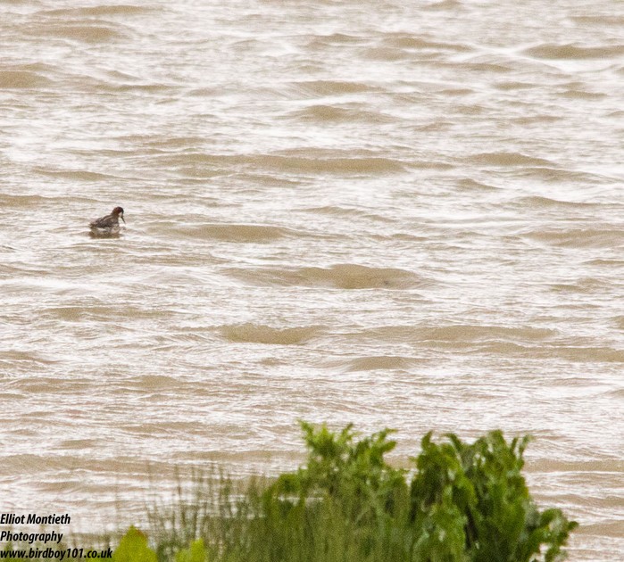 Red-necked Phalarope