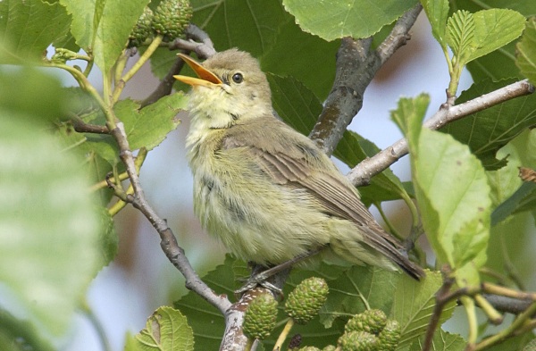 Melodious Warbler
