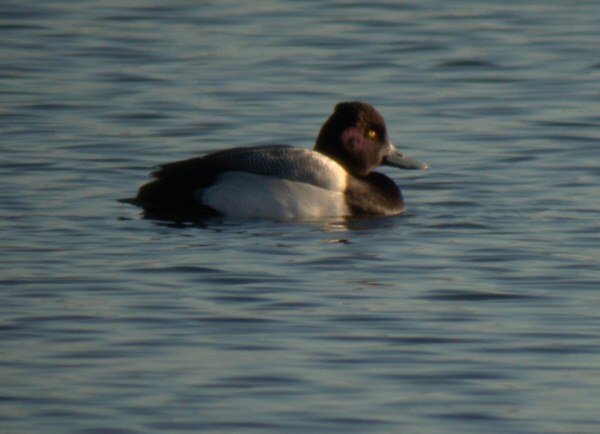Lesser Scaup