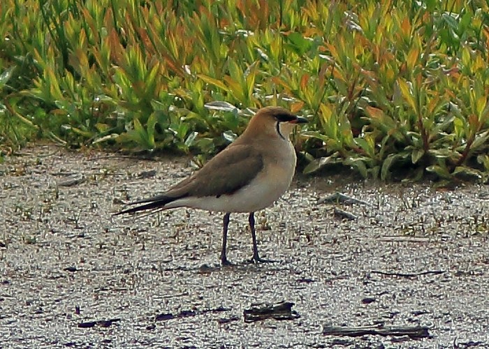 Black-winged Pratincole