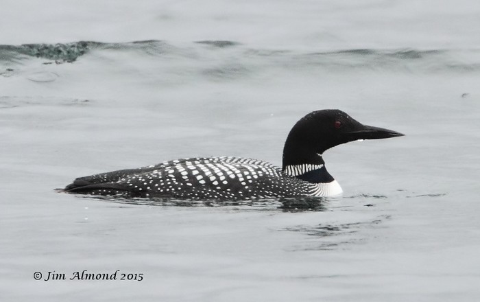 Great Northern Diver
