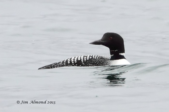 Great Northern Diver