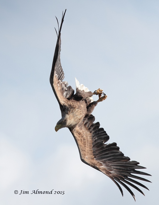 White-tailed Eagle