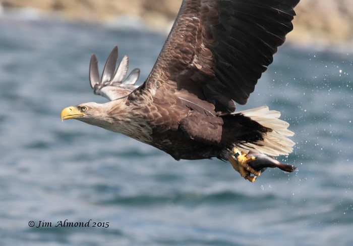 White-tailed Eagle