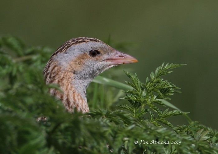 Corncrake