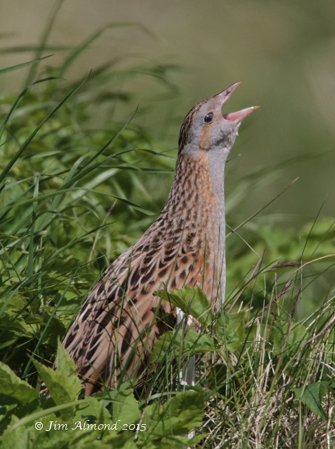 Corncrake