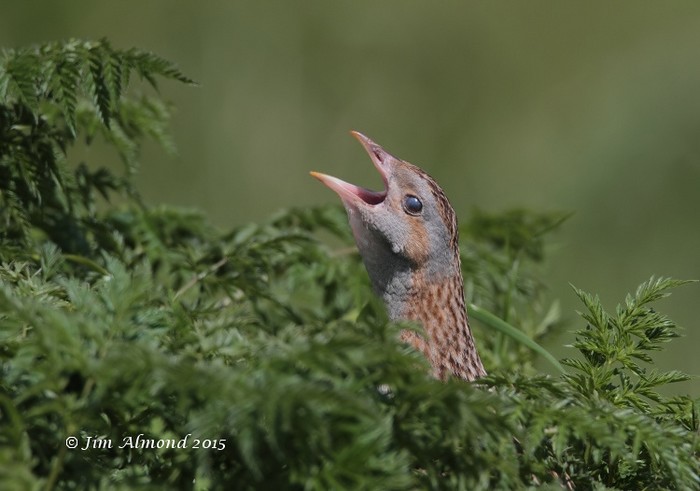 Corncrake
