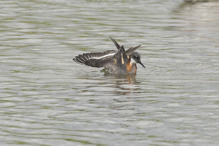 Red-necked Phalarope
