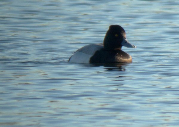 Lesser Scaup