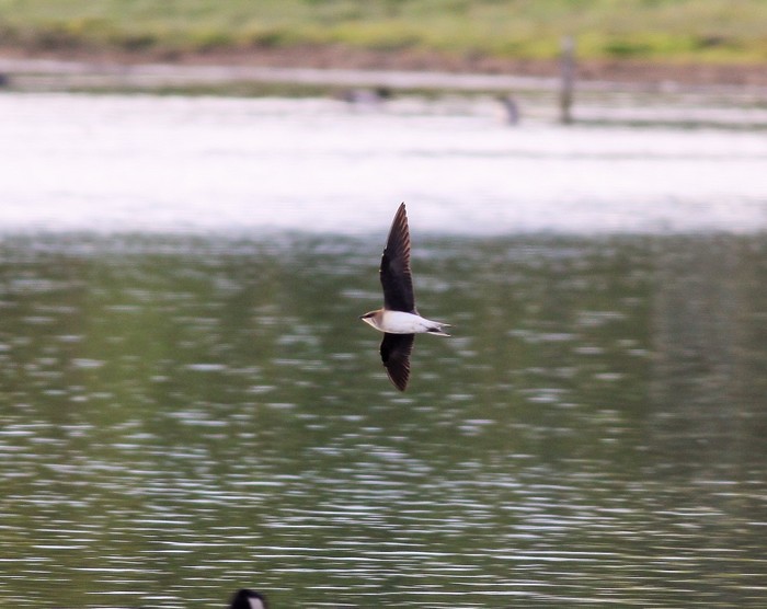 Black-winged Pratincole