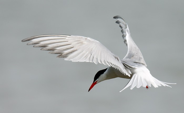 Common Tern