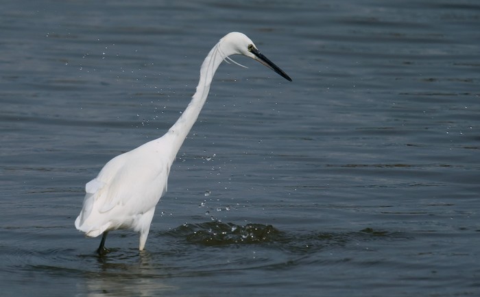 Little Egret