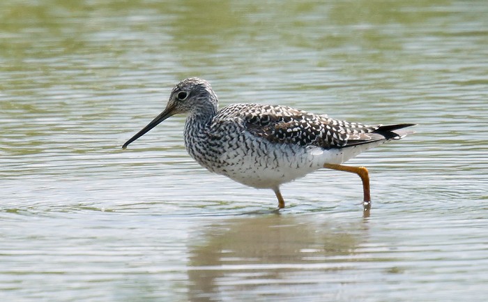 Greater Yellowlegs
