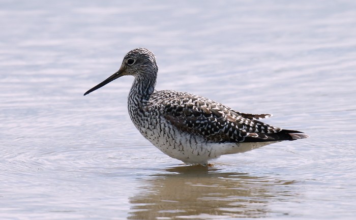 Greater Yellowlegs