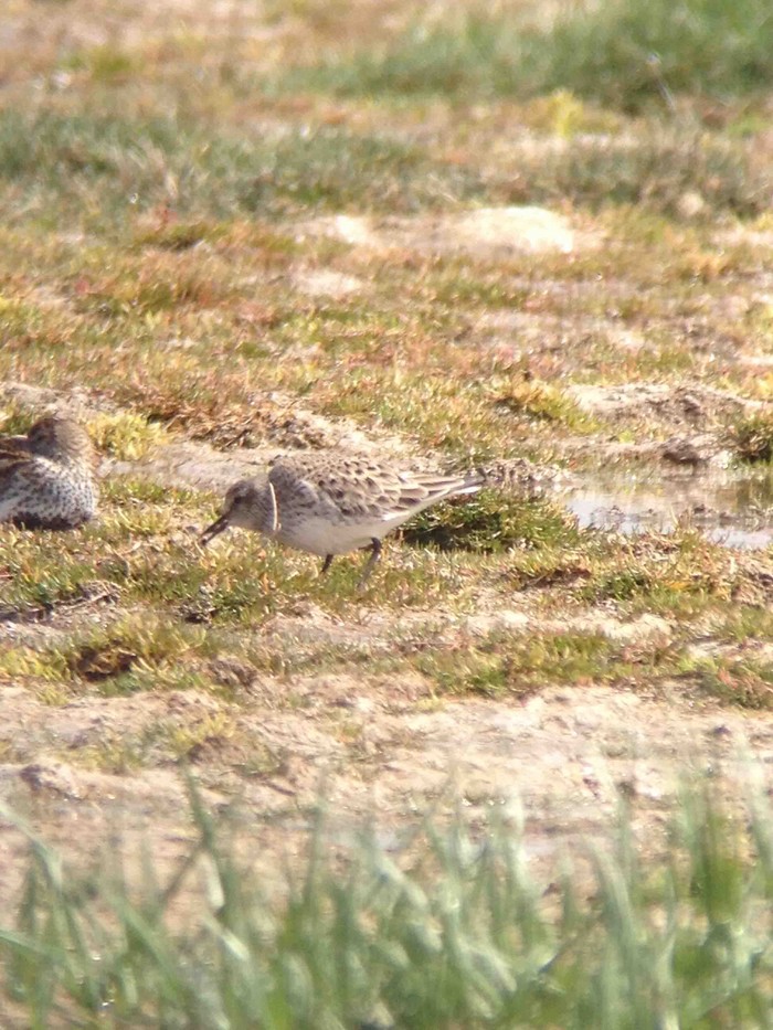 White-rumped Sandpiper