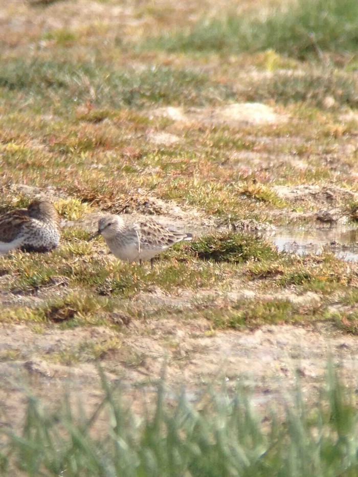 White-rumped Sandpiper