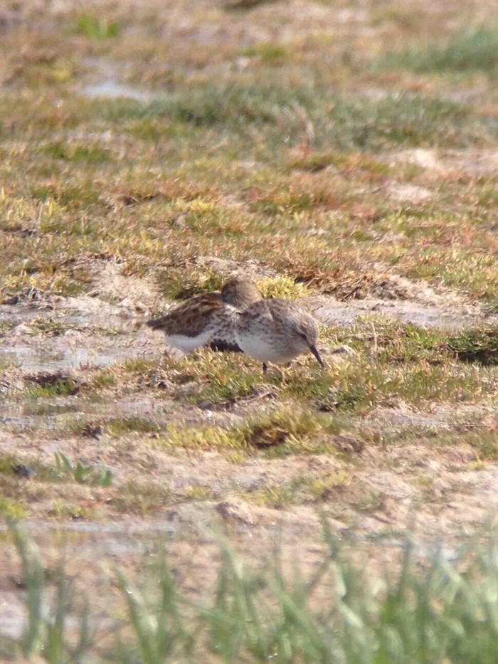 White-rumped Sandpiper