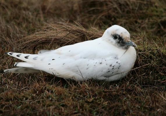 Ivory Gull