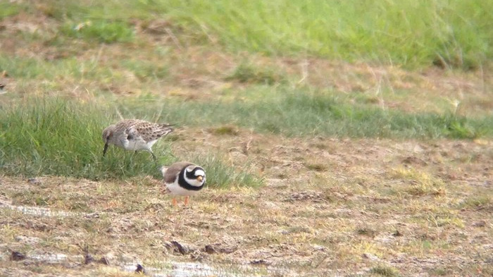 White-rumped Sandpiper