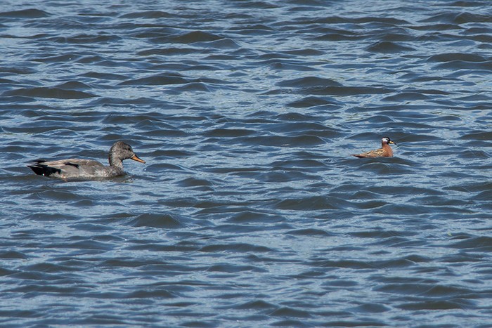 Grey Phalarope