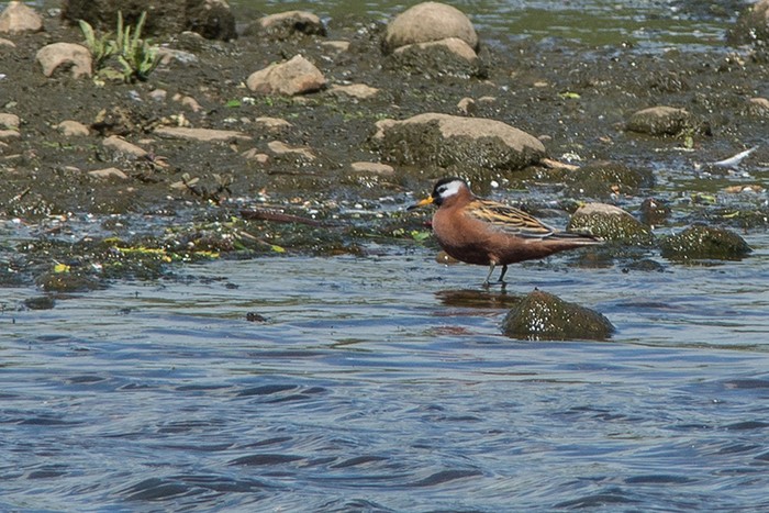 Grey Phalarope