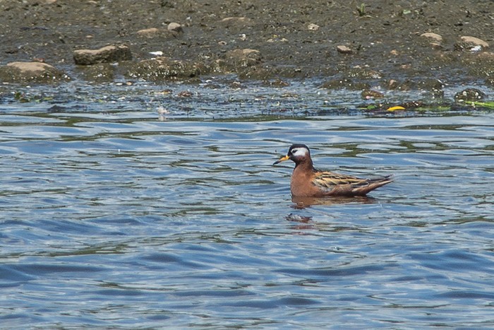Grey Phalarope