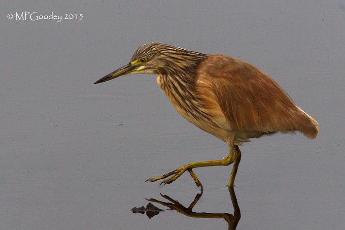 Squacco Heron