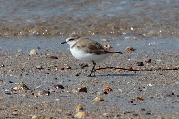 Kentish Plover