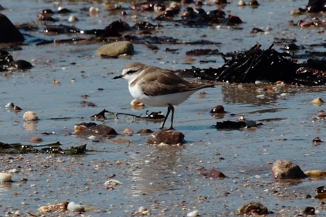 Kentish Plover
