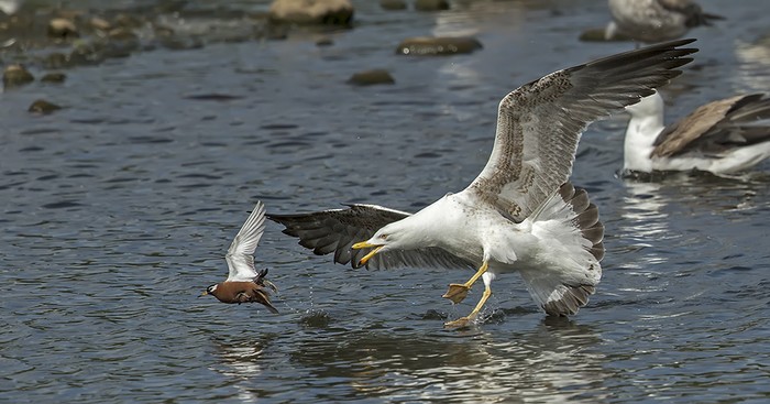 Grey Phalarope