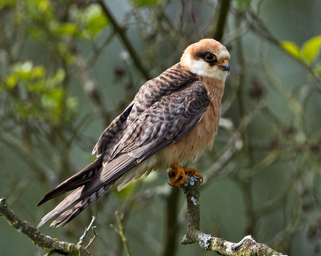 Red-footed Falcon