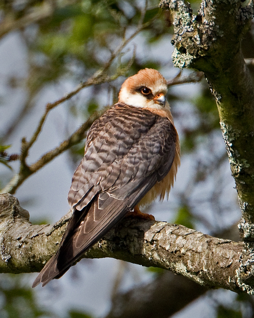 Red-footed Falcon
