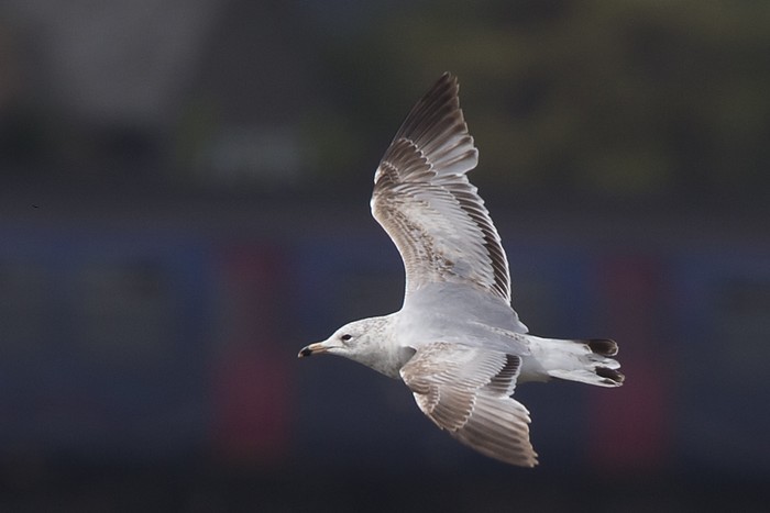 Ring-billed Gull