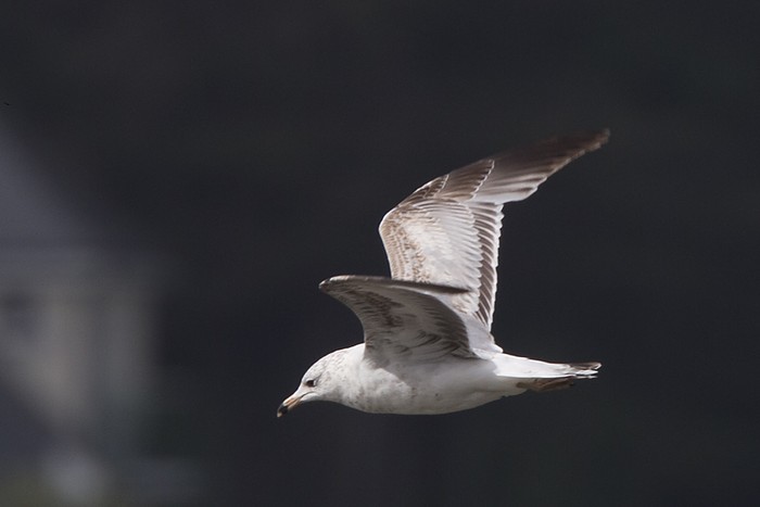 Ring-billed Gull