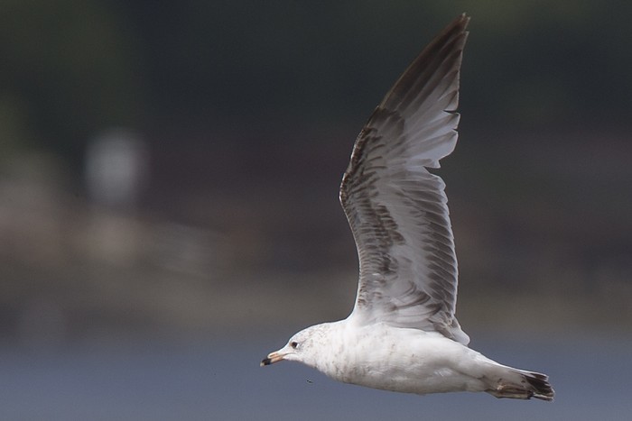 Ring-billed Gull