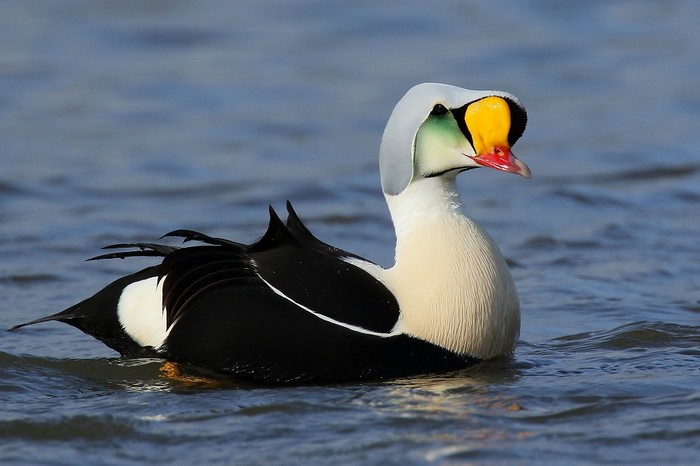 King Eider