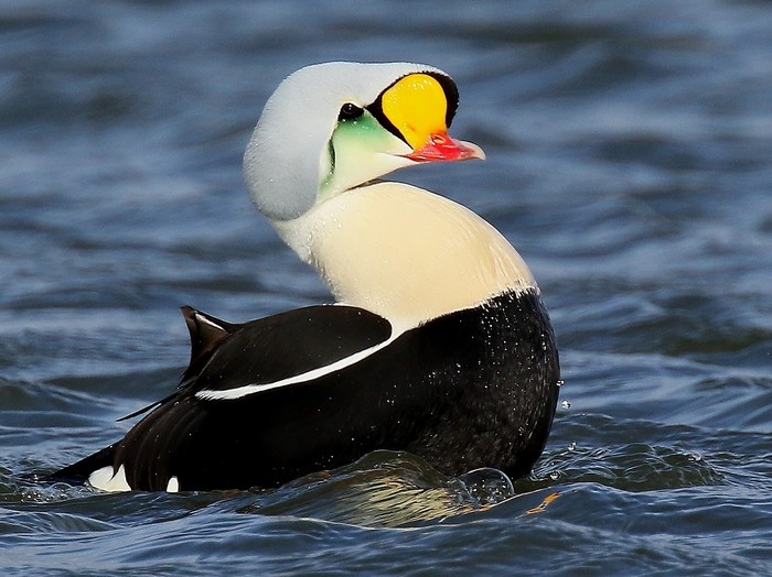 King Eider