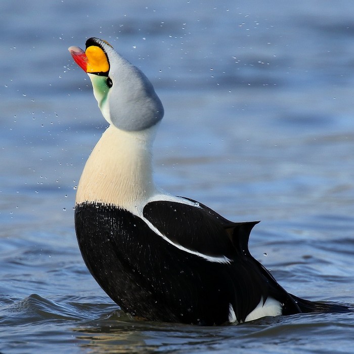 King Eider