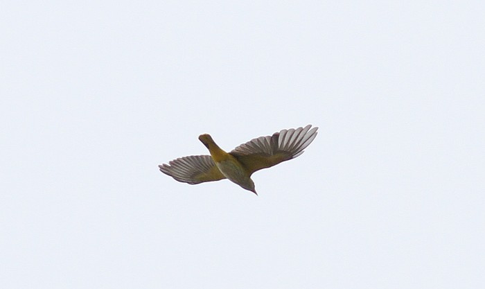 Golden Oriole