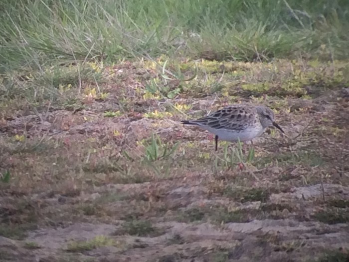 White-rumped Sandpiper