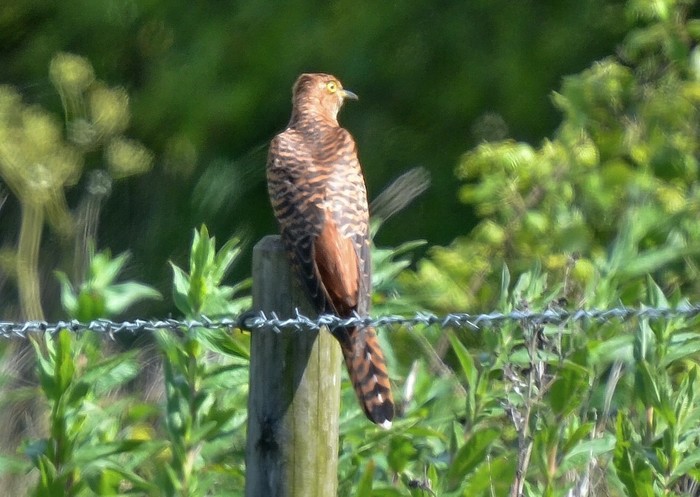 Cuckoo